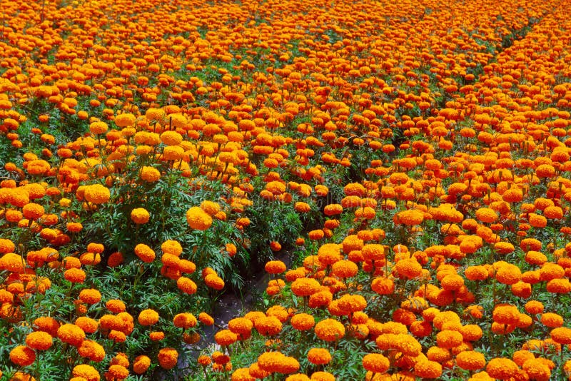 Ereta De Tagetes Ou Plantação Do Cravo-de-defunto Foto de Stock - Imagem de  tradicional, jardim: 130652314