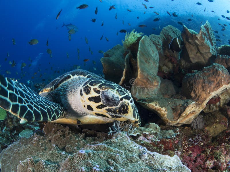 eretmochelys hawksbill χελώνα θάλασσας imbricata στοκ εικόνα eretmochelys hawksbill χελώνα θάλασσας imbricata στοκ εικόνα