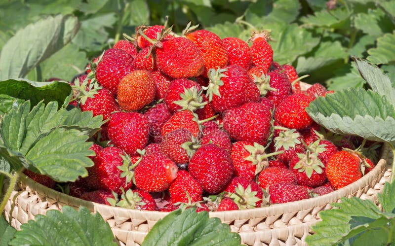 Erfasste Erdbeeren Im Garten Stockfoto - Bild von garten, erdbeeren