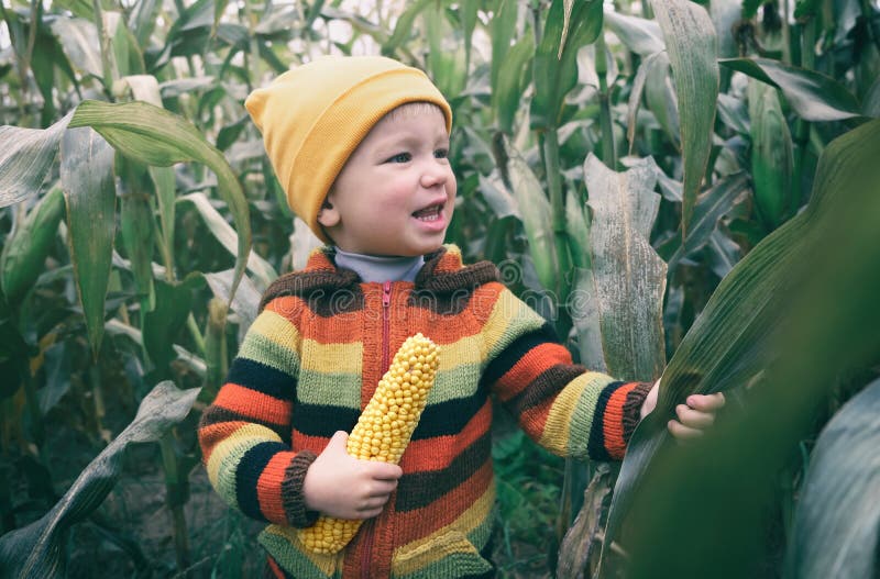 Erforschung, Natur berührend. schönes lächelnder Kleinkindkind in der bunten gestrickten Pullover, die mit frischem Maiskolben im lizenzfreie stockfotografie