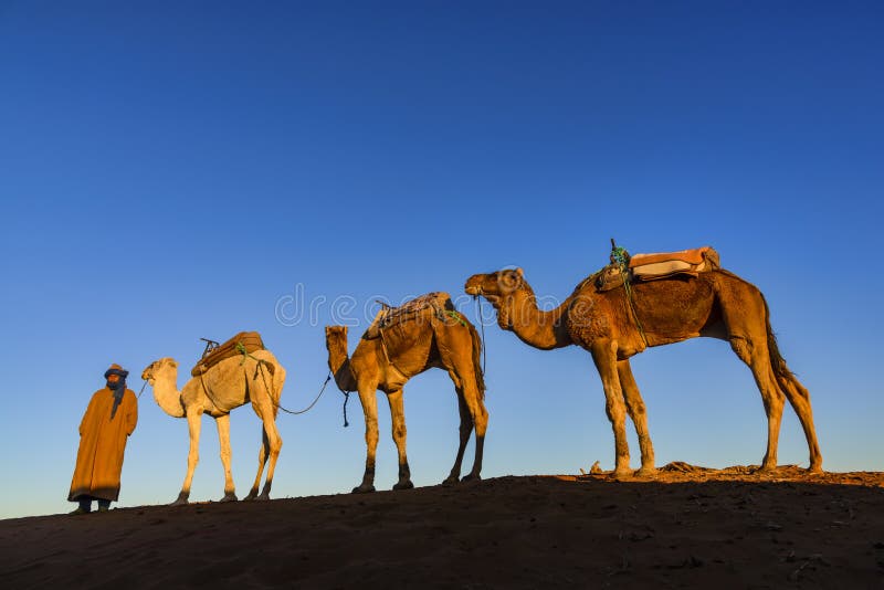 Dromedary caravan at sunrise in Erg Chegaga, Morocco