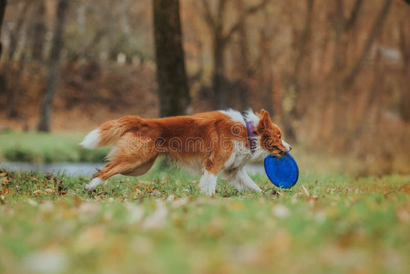Ergebene Hunderasse border collie Porträt, Herbst, Natur, Tricks, bildend aus lizenzfreies stockfoto Ergebene Hunderasse border collie Porträt, Herbst, Natur, Tricks, bildend aus lizenzfreies stockfoto