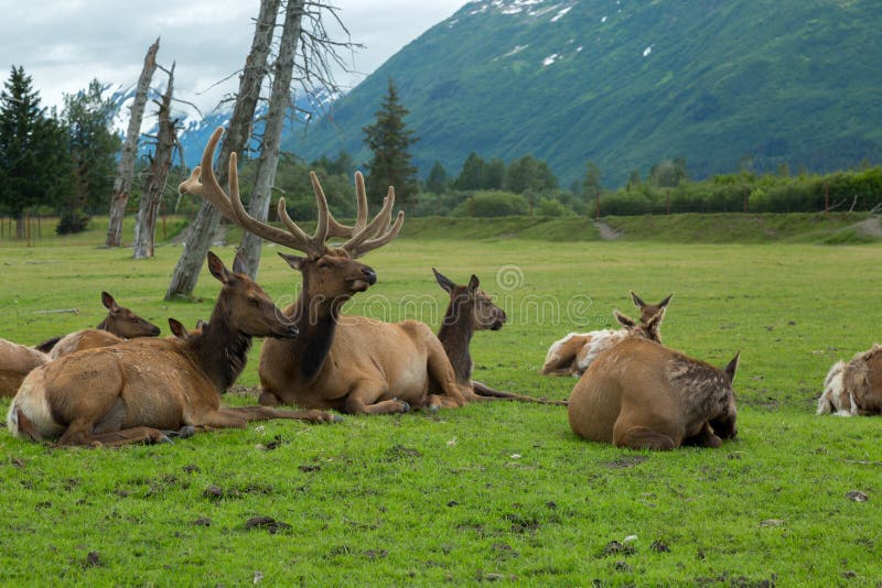 Erhaltungs-Mitte Alaska-wild lebender Tiere