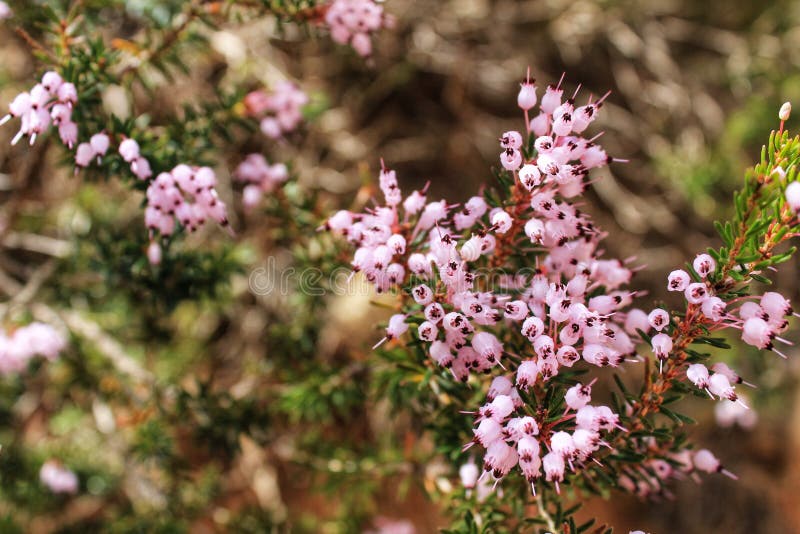 Erica Canaliculata pink flowers in the mountain stock image Erica Canaliculata pink flowers in the mountain stock image
