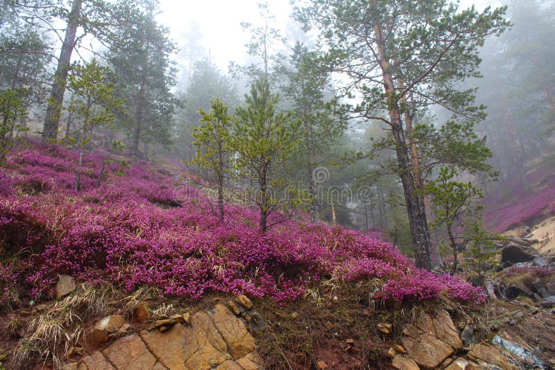 Erica Carnea common Winter Heath in evergreen forest, in fog