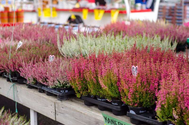 Erica for Sale at the Market Stock Image Image of market, flowers