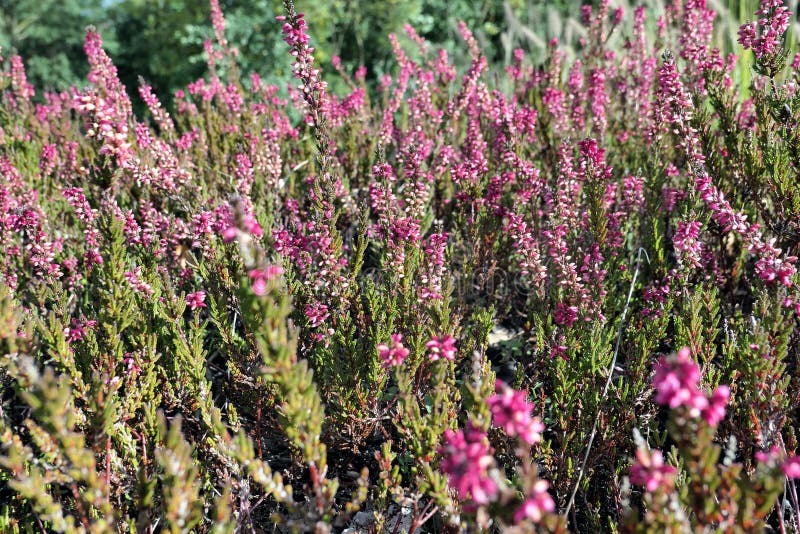 Ericaceae λουλουδιών της Erica στον κήπο Μακροεντολή στοκ φωτογραφίες Ericaceae λουλουδιών της Erica στον κήπο Μακροεντολή στοκ φωτογραφίες