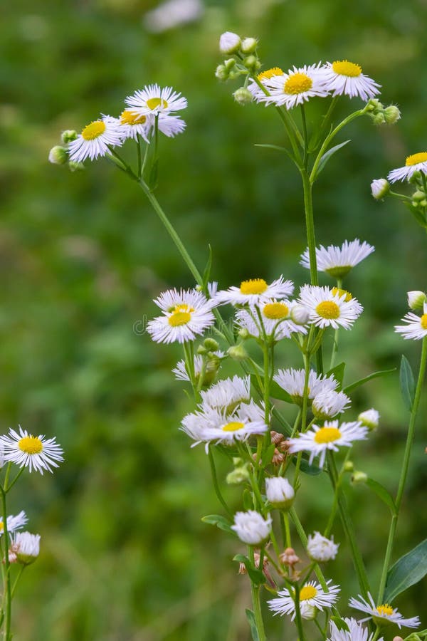Erigeron Annuus Known As Annual Fleabane, Daisy Fleabane, or Eastern Daisy Fleabane Stock Image