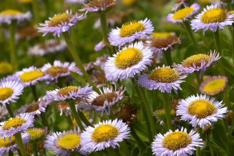 Erigeron glaucus, seaside daisy