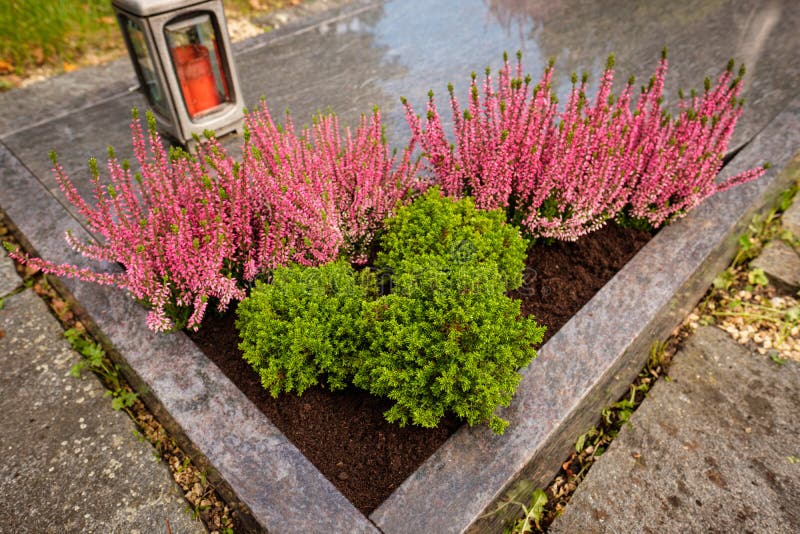 Erika and Calluna Plants on a Grave Stock Photo Image of violet