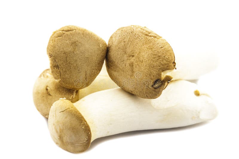 Eringi stock image. Image of food, brown, thick, stem 44862169