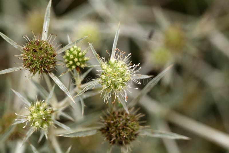 Eringio & X28; Campestre& X29 Del Eryngium; Fotografia Stock Immagine