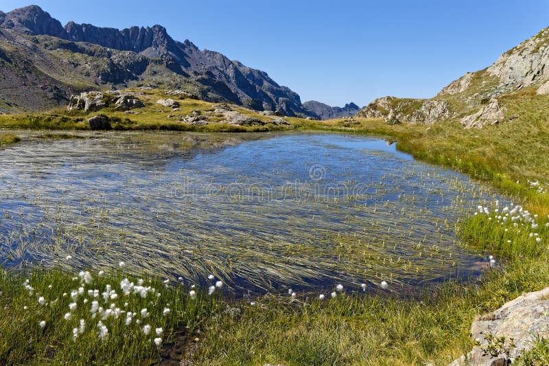 Eriophorum flowers on the shore of a small mountain lake stock photos