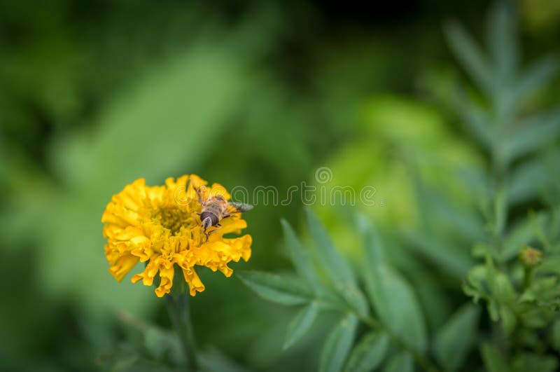 Eristalis tenax (Drone fly). royalty free stock photos Eristalis tenax (Drone fly). royalty free stock photos
