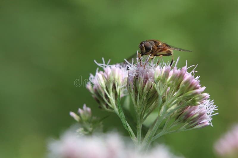 Eristalis tenax, επίσης γνωστό ως μύγα κηφήνων, σε κάνναβη-agrimony στοκ φωτογραφία με δικαίωμα ελεύθερης χρήσης Eristalis tenax, επίσης γνωστό ως μύγα κηφήνων, σε κάνναβη-agrimony στοκ φωτογραφία με δικαίωμα ελεύθερης χρήσης
