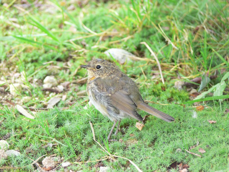 Erithacus rubecula