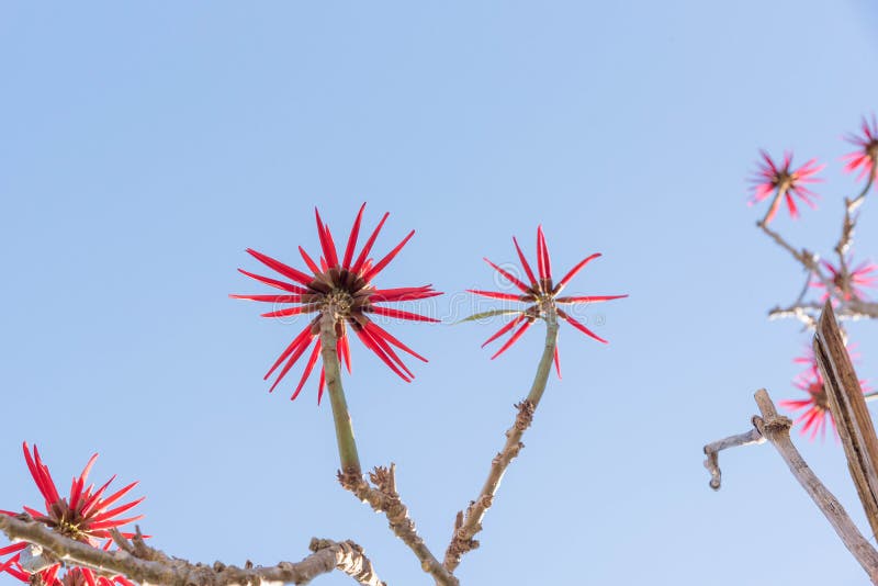 Eritrina blommor och dess intensiva röda 01 arkivfoto Eritrina blommor och dess intensiva röda 01 arkivfoto