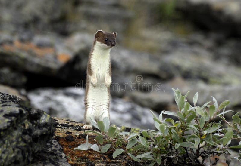 Ermine restant sur les pattes de derrière Ermine restant sur les pattes de derrière