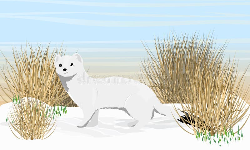 An Ermine with Winter White Fur Stands in the Snow. Spring in the Arctic.  Wild Animals of the Arctic Stock Vector - Illustration of cartoon, mustela:  204374279