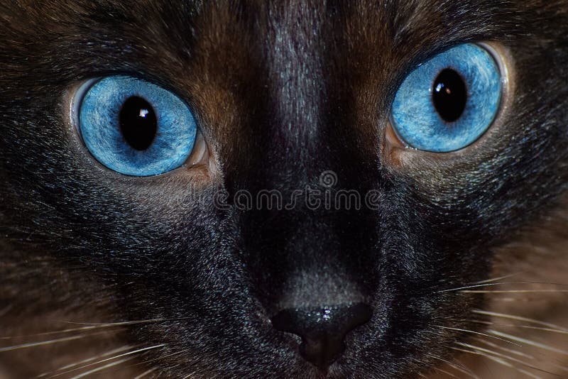 Ernstige verraste blik van Siamese kattenclose-up royalty-vrije stock afbeeldingen Ernstige verraste blik van Siamese kattenclose-up royalty-vrije stock afbeeldingen