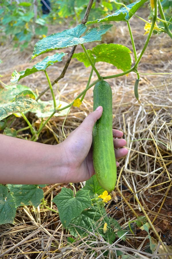 Ernte der Gurke stockfoto. Bild von gardening, ernten 35758928