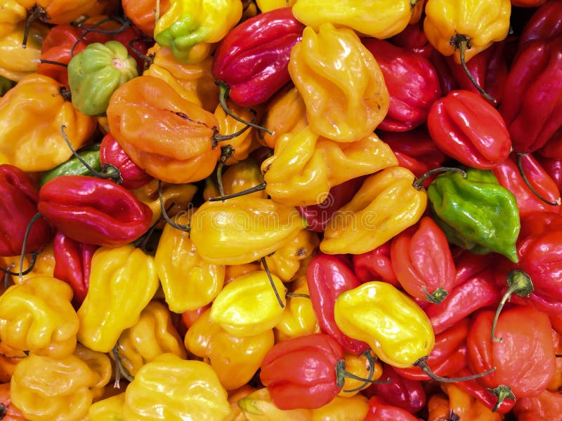 Harvest of Habanero peppers, multicolored. Yellow, red, orange and green. Big plan. Harvest of Habanero peppers, multicolored. Yellow, red, orange and green. Big plan