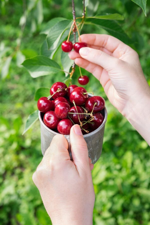 Picking sweet cherries from cherry tree. Women hands holding a mug full of red ripe cherries. Picking sweet cherries from cherry tree. Women hands holding a mug full of red ripe cherries.