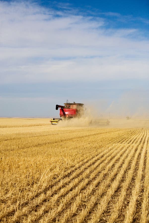 Dust & chaff swirl and create a haze around a combine harvesting a wheat field. Dust & chaff swirl and create a haze around a combine harvesting a wheat field.