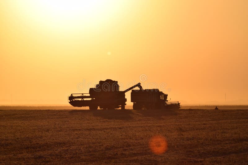 Harvesting by combines at sunset. Agricultural machinery in operation. Harvesting by combines at sunset. Agricultural machinery in operation.