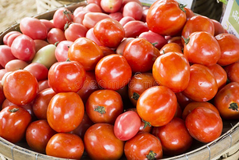 Ernten viel selbstgezogenes Gemüse der frischen Tomate für Show und Verkauf lizenzfreie stockbilder Ernten viel selbstgezogenes Gemüse der frischen Tomate für Show und Verkauf lizenzfreie stockbilder