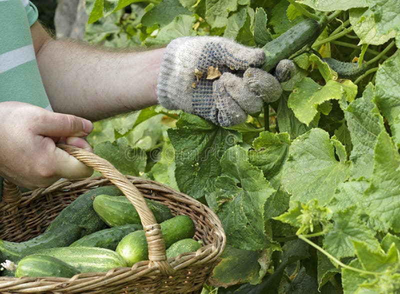 Ernten Von Gurken Vom Garten Stockbild Bild von sammeln