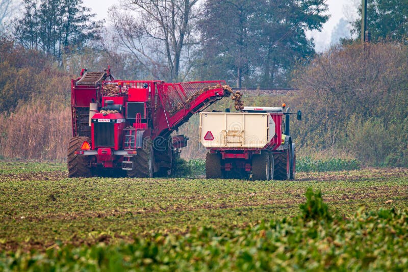 Ernten von Zuckerrüben in den brummen die Niederlande