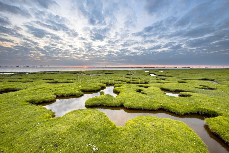 Erosion holes in the tidal marsh of Dollard at the Punt van Reide in the Waddensea area on the Groningen coast in the Netherlands. Erosion holes in the tidal marsh of Dollard at the Punt van Reide in the Waddensea area on the Groningen coast in the Netherlands