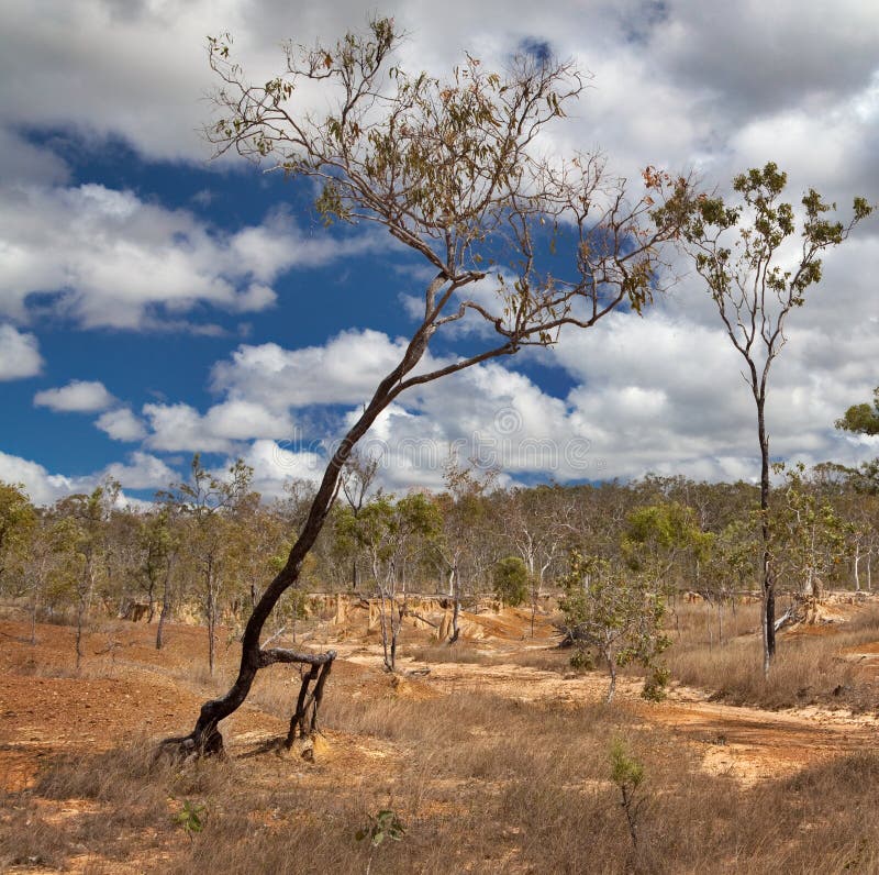 Erosão do solo por pisoteio de árvores e sobrepastoreio imagens de stock