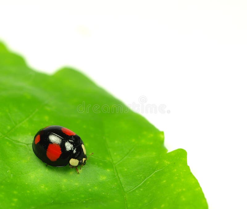 Erro da senhora imagem de stock royalty free Erro da senhora imagem de stock royalty free