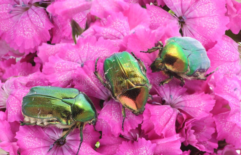 Erros verdes em flores cor-de-rosa fotografia de stock Erros verdes em flores cor-de-rosa fotografia de stock