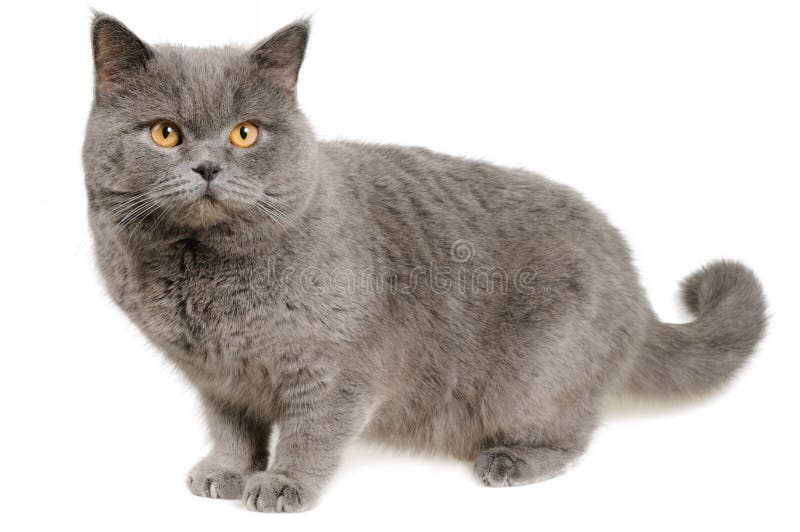 Scared British cat stands and looks slightly to the right, isolated on white. Scared British cat stands and looks slightly to the right, isolated on white.