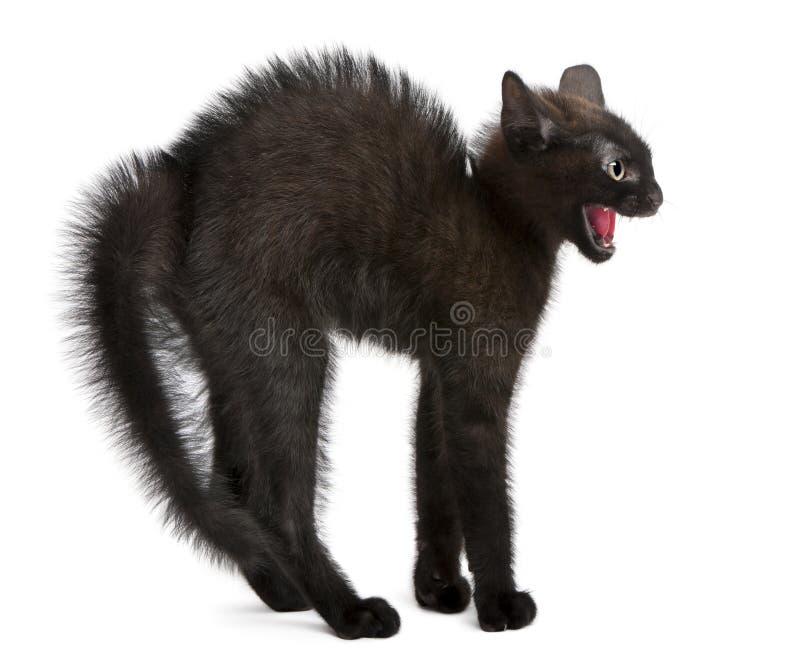 Erschrockenes schwarzes Kätzchen, das vor weißem Hintergrund steht stockbild