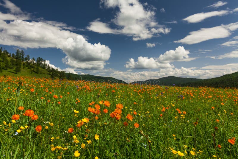 Erstaunliche Ansichten der blumigen Wiese lizenzfreie stockbilder Erstaunliche Ansichten der blumigen Wiese lizenzfreie stockbilder