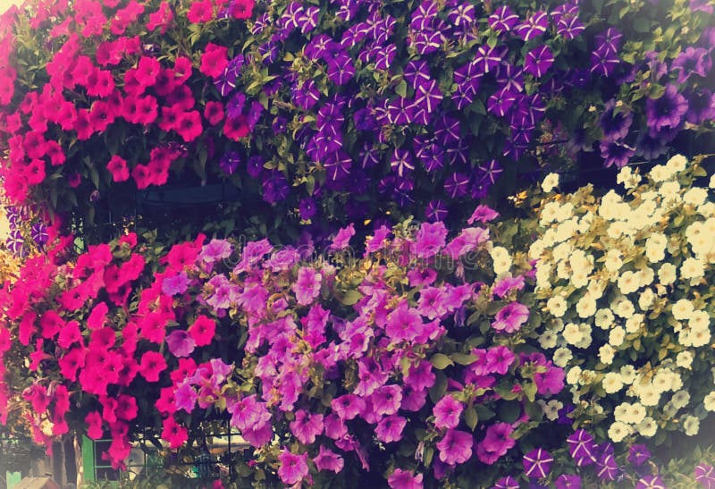 Erstaunliche Blumen bunte Natur, perfekter Garten stockfotografie