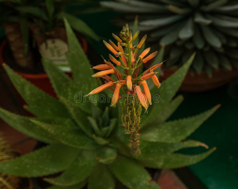 Erstaunliche schöne seltene Blumen Aloe-Vera-Anlagen, tropische Grünpflanzen erleiden das heiße Wetter Eine Blume des Scharlachro stockfotografie Erstaunliche schöne seltene Blumen Aloe-Vera-Anlagen, tropische Grünpflanzen erleiden das heiße Wetter Eine Blume des Scharlachro stockfotografie