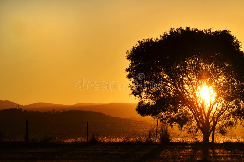 Erstaunliche Sonnenuntergangsonneneinstellung hinter Baum, Berge ländliches Australien