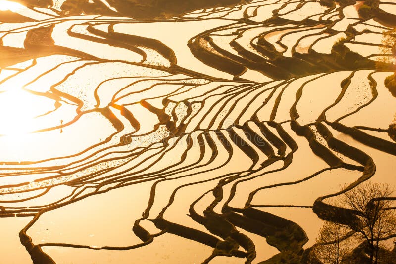 Erstaunliche von der Luftansicht von Yuanyang-Reis-Terrassen bei Sonnenaufgang, Stamm Hani-Mann, der im Reis Terracing arbeitet Y lizenzfreie stockfotos Erstaunliche von der Luftansicht von Yuanyang-Reis-Terrassen bei Sonnenaufgang, Stamm Hani-Mann, der im Reis Terracing arbeitet Y lizenzfreie stockfotos