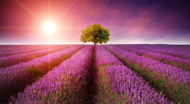 Erstaunlicher Lavendelfeldlandschaftsommersonnenuntergang mit einzelnem Baum