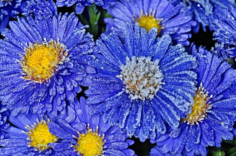 Erster Frost stockbild Erster Frost stockbild