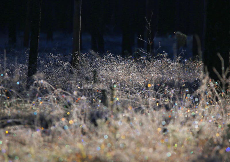 Erster Frost der Jahreszeit lizenzfreie stockfotos Erster Frost der Jahreszeit lizenzfreie stockfotos