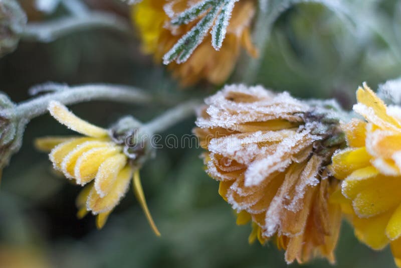 Erster Frost des Frostfrosts auf kalten letzten Blumen des Blumenspätherbsts der Chrysantheme stockfoto