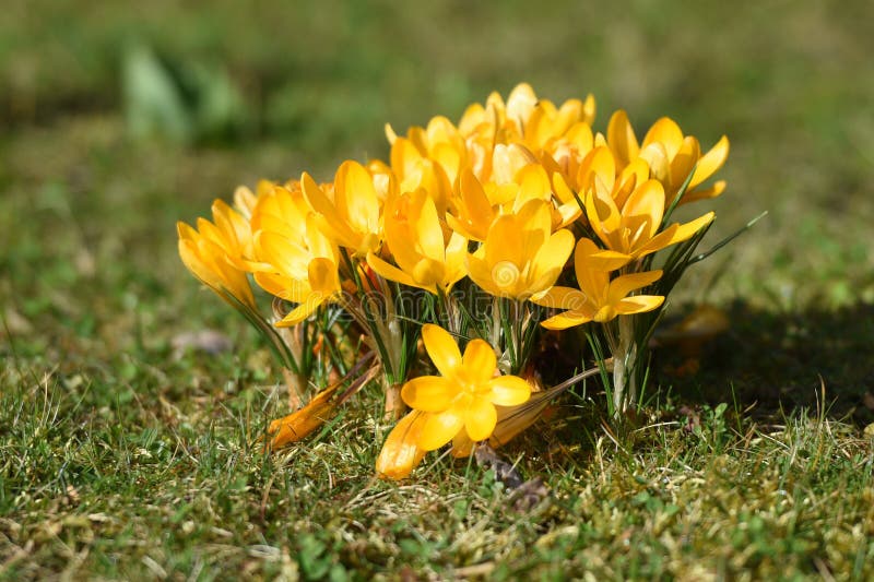 First Crocus in Spring in the Salzkammergut Upper Austria, Austria ...