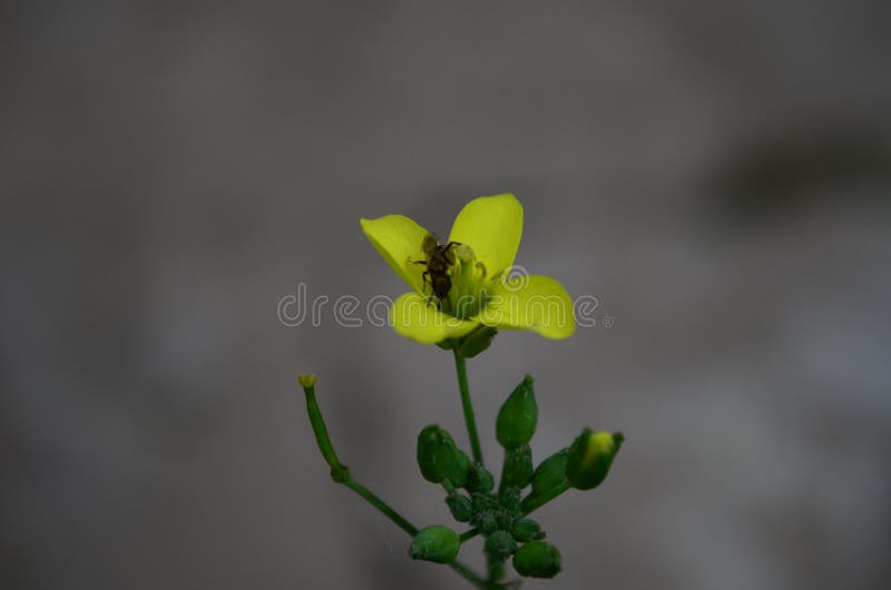 Eruca latino giallo della rucola, del razzo o del fiore di rucola sativa nella famiglia del brassica fotografie stock Eruca latino giallo della rucola, del razzo o del fiore di rucola sativa nella famiglia del brassica fotografie stock