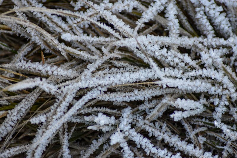 This photo was taken on a cold winter morning with a macro lens. The frost covered all the grass and plants. The tiny ice formations are seen clearly. This photo was taken on a cold winter morning with a macro lens. The frost covered all the grass and plants. The tiny ice formations are seen clearly.